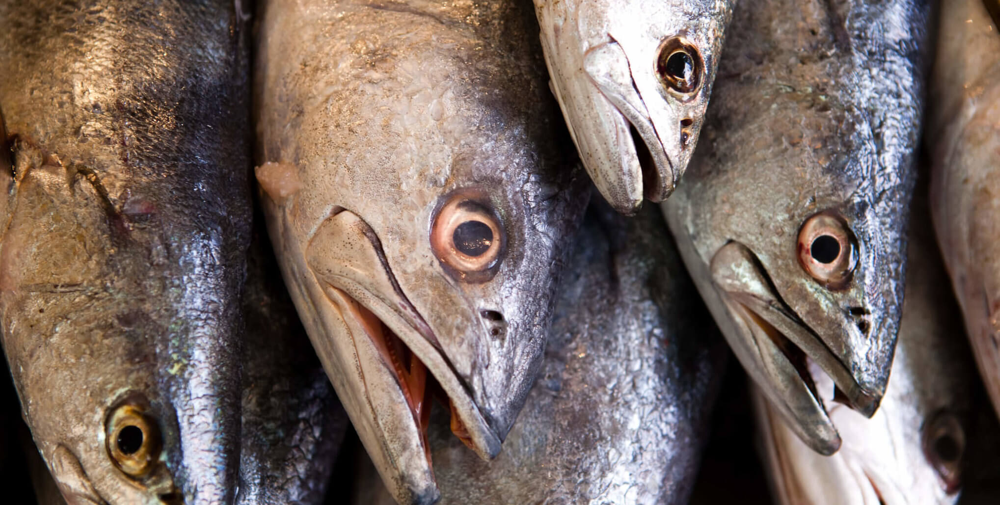 fish1