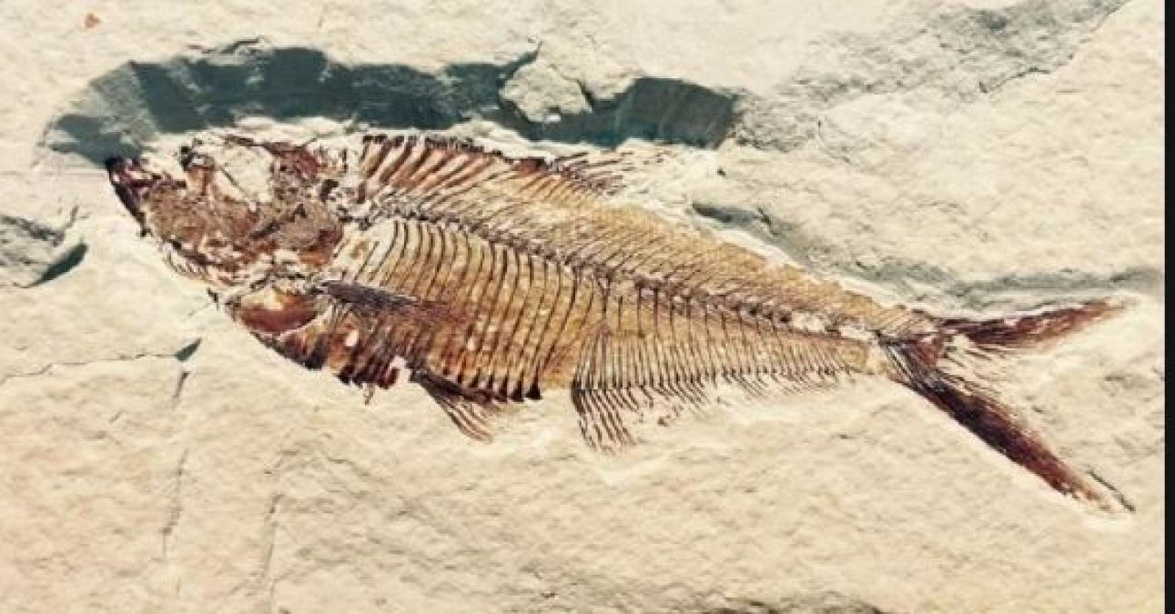 fish2