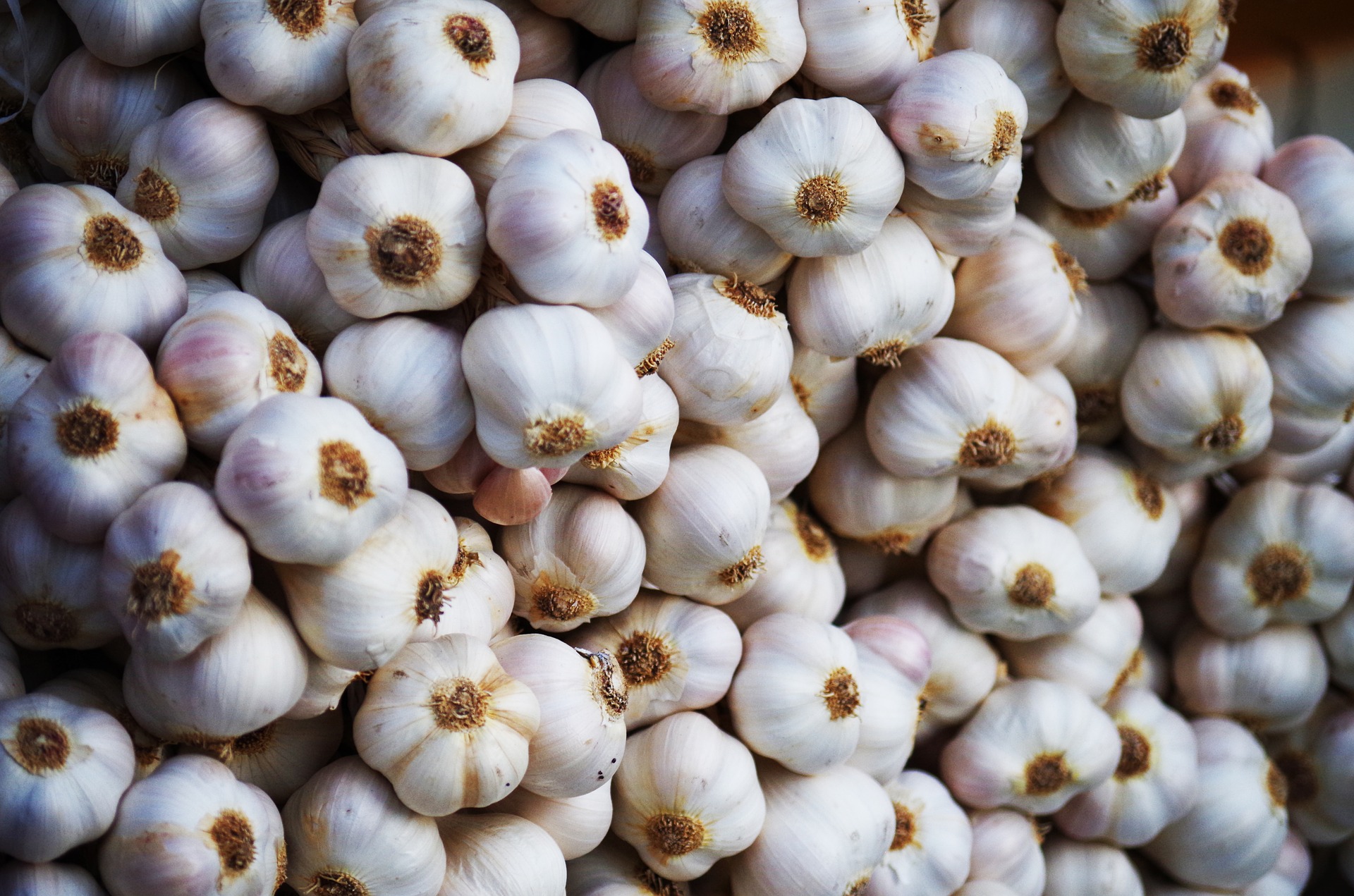 garlic-