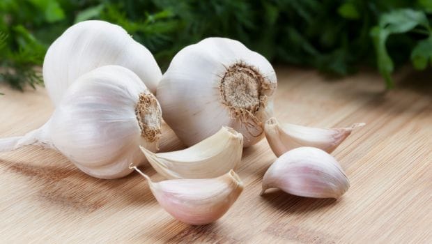 garlic_