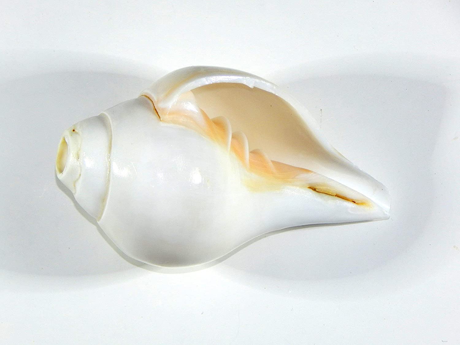 conch-1