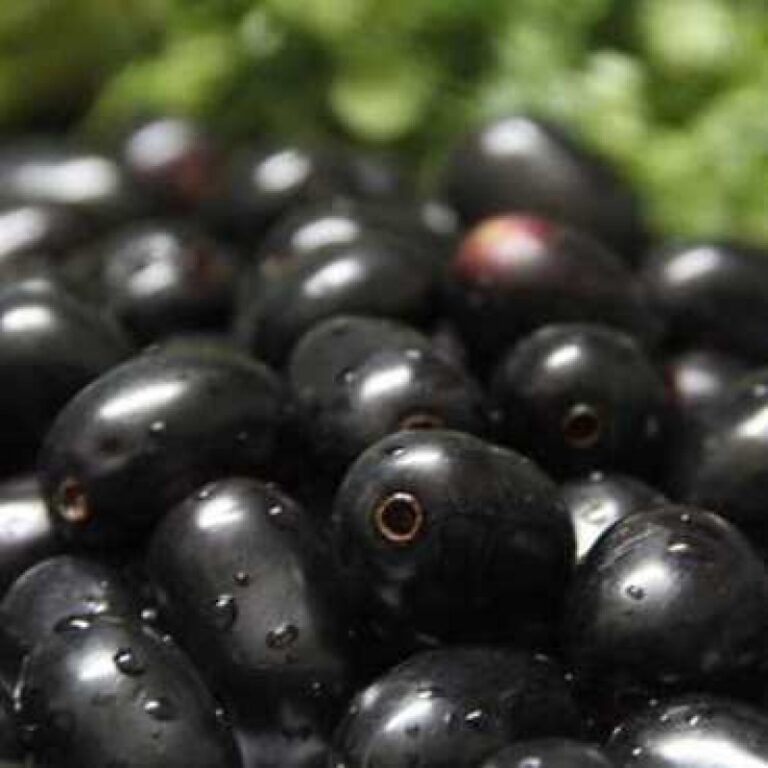 jamun