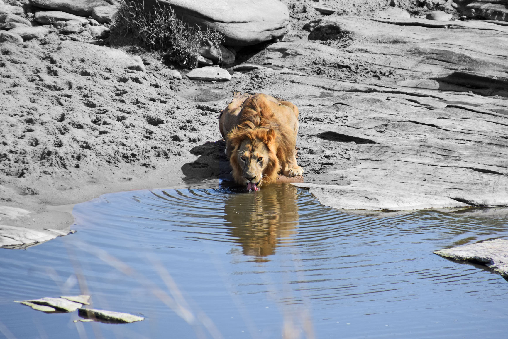 male-lion-
