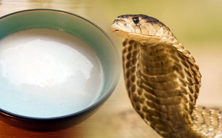 milk-65