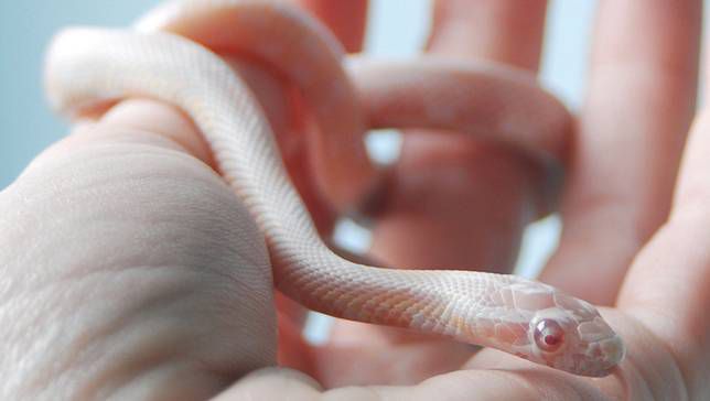 snake