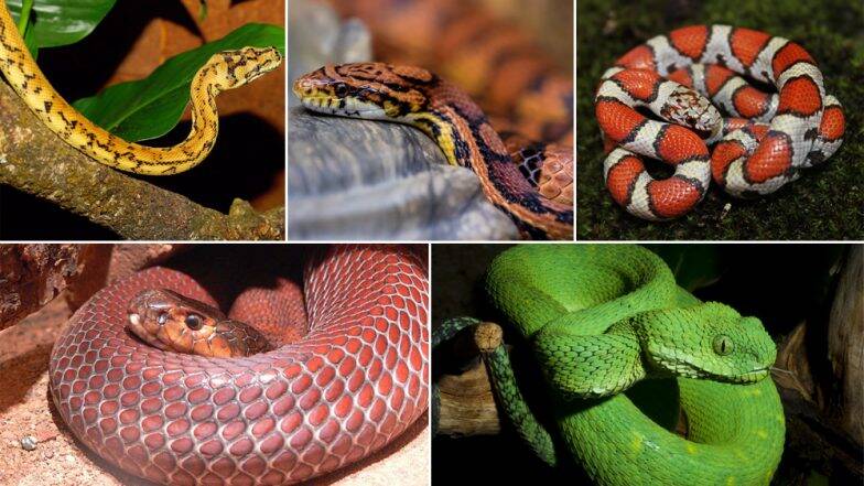 snake2