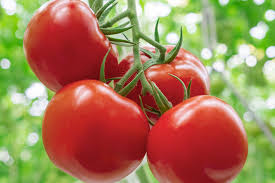 tomato